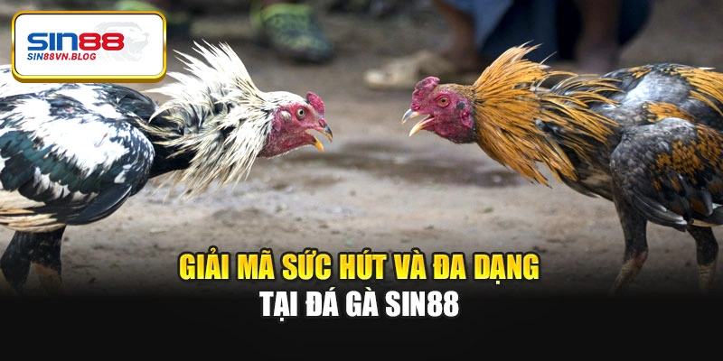 Giải mã sức hút và đa dạng tại đá gà Sin88